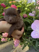 Sophie , a female Pomeranian for sale in Bakersfield, CA – 1 of 3