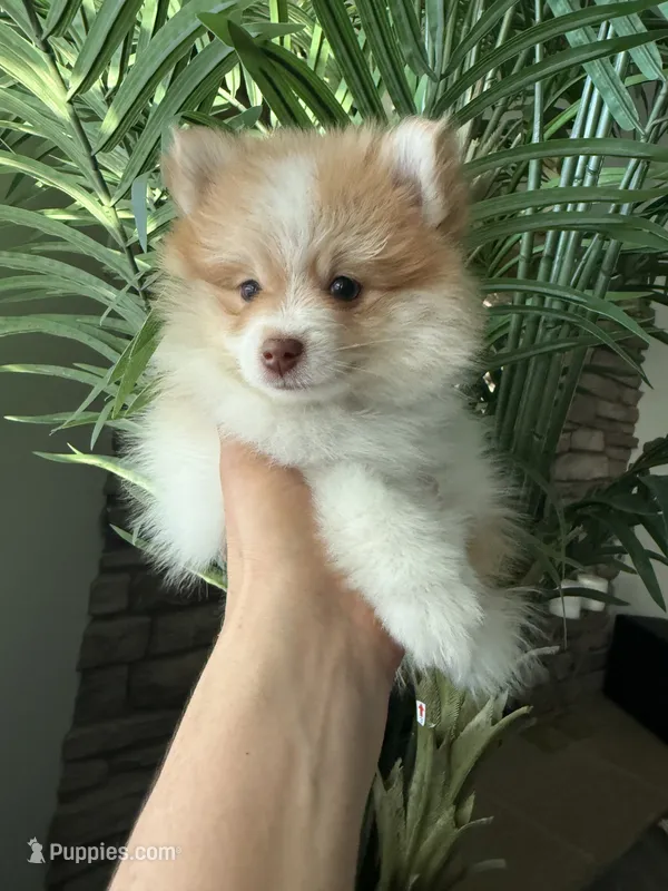 Tom   – Pomeranian puppy for sale in Bakersfield, CA