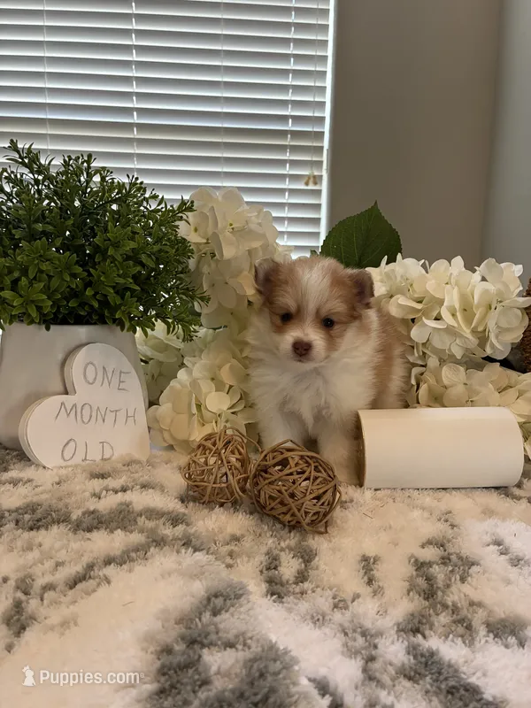 AKC  Tom   – Pomeranian puppy for sale in Bakersfield, CA