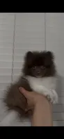  Jerry, a male Pomeranian for sale in Bakersfield, CA – 2 of 5