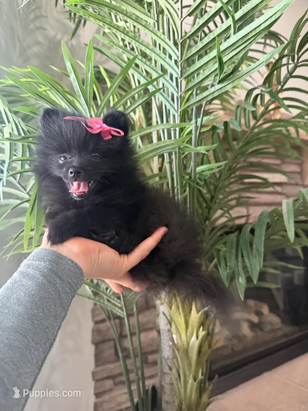 AKC Mina – Pomeranian puppy for sale in Bakersfield, CA