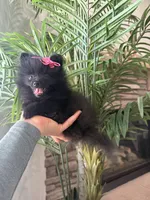 AKC Mina, a female Pomeranian for sale in Bakersfield, CA – 1 of 4