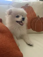 Camilo , a male Pomeranian for sale in Bakersfield, CA – 3 of 4