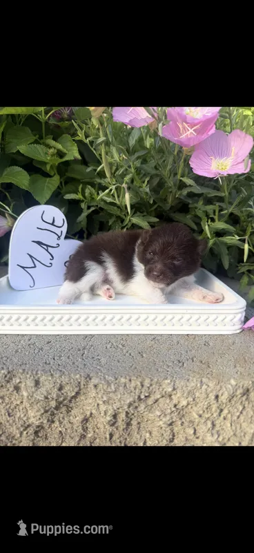 Jerry  – Pomeranian puppy for sale in Bakersfield, CA