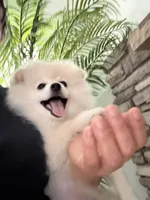 Camilo , a male Pomeranian for sale in Bakersfield, CA – 2 of 4