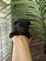 AKC Mina, a female Pomeranian for sale in Bakersfield, CA – 3 of 4