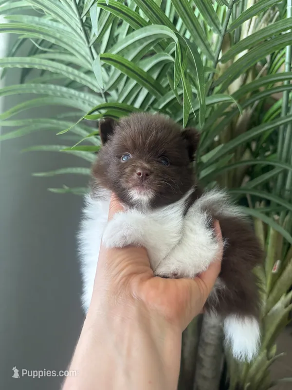 AKC Jerry – Pomeranian puppy for sale in Bakersfield, CA