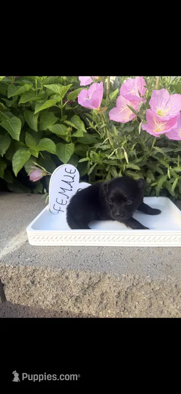 Mina – Pomeranian puppy for sale in Bakersfield, CA