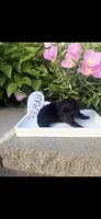 Mina, a female Pomeranian for sale in Bakersfield, CA – 1 of 1