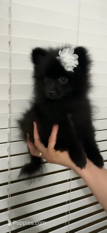  Lucy – Pomeranian puppy for sale in Bakersfield, CA