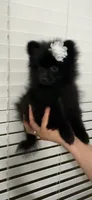  Lucy, a female Pomeranian for sale in Bakersfield, CA – 1 of 4