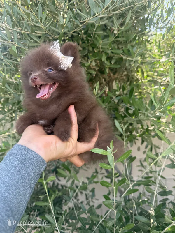Sophie  – Pomeranian puppy for sale in Bakersfield, CA