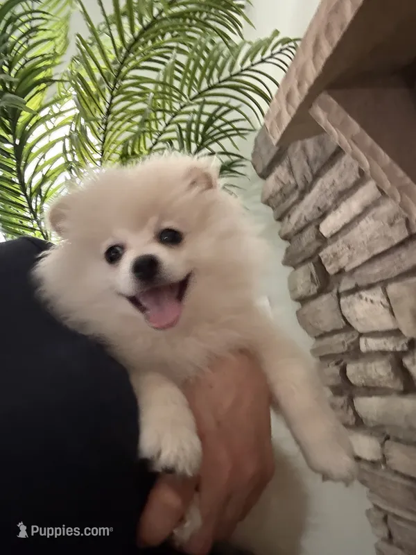 Camilo  – Pomeranian puppy for sale in Bakersfield, CA