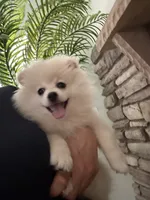 Camilo , a male Pomeranian for sale in Bakersfield, CA – 1 of 4