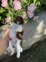 AKC Jerry, a male Pomeranian for sale in Bakersfield, CA – 2 of 3