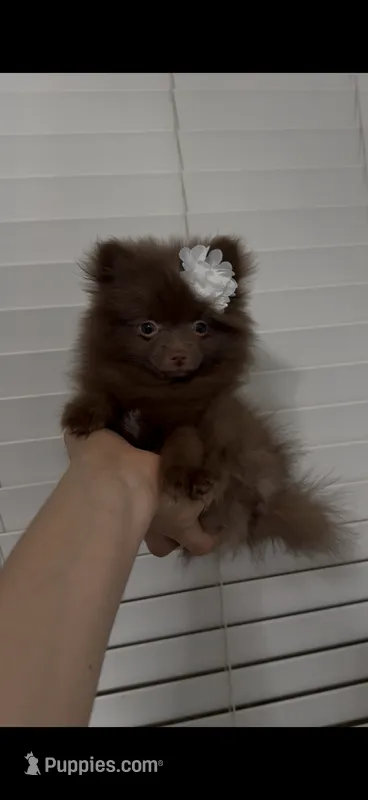 Sophie  – Pomeranian puppy for sale in Bakersfield, CA