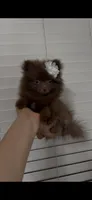 Sophie , a female Pomeranian for sale in Bakersfield, CA – 1 of 5