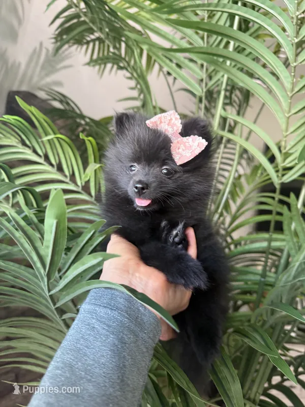  Lucy – Pomeranian puppy for sale in Bakersfield, CA