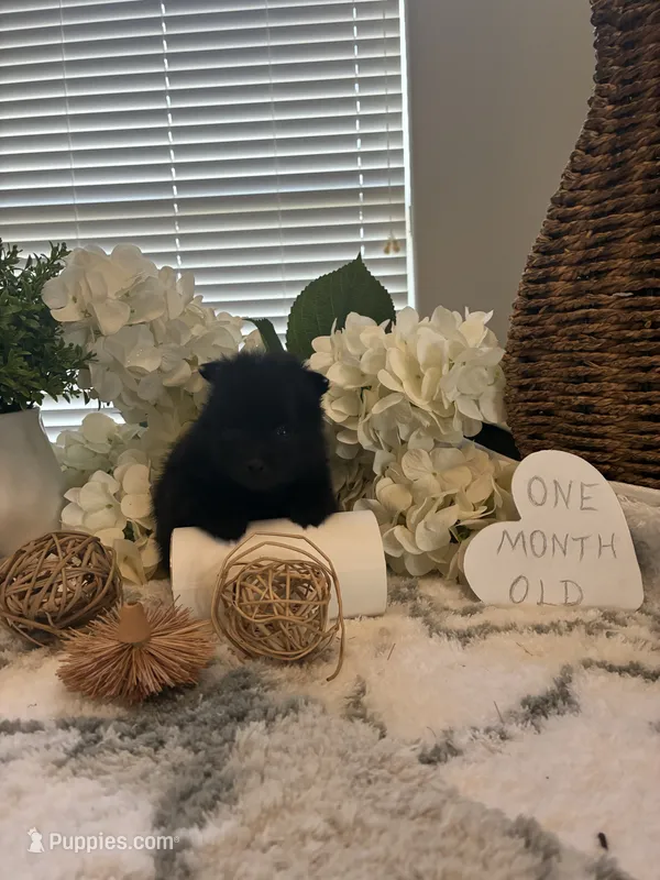 AKC Lucy – Pomeranian puppy for sale in Bakersfield, CA