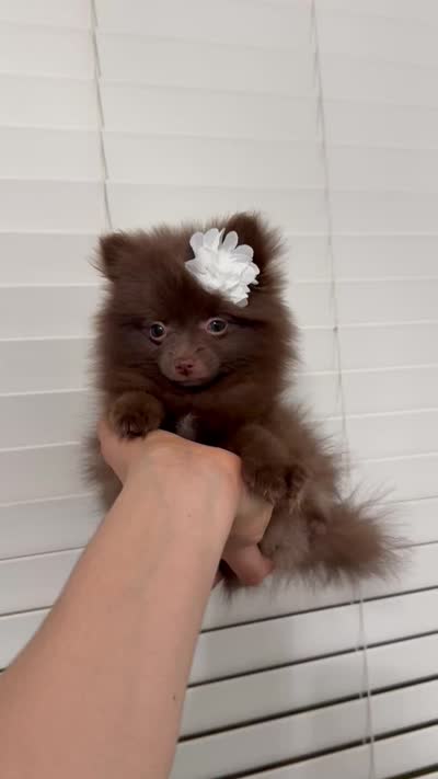 Sophie , a female Pomeranian for sale in Bakersfield, CA – 5 of 5