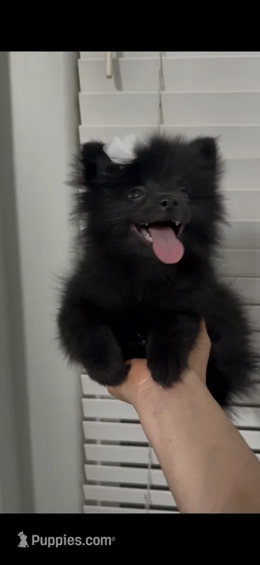 AKC Mina – Pomeranian puppy for sale in Bakersfield, CA