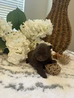 Sophie , a female Pomeranian for sale in Bakersfield, CA – 2 of 3