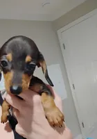 Little Bit, a male Dachshund for sale in Douglas, GA – Photo 2 of 3