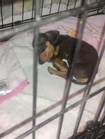 Little Bit, a male Dachshund for sale in Douglas, GA – Photo 3 of 3