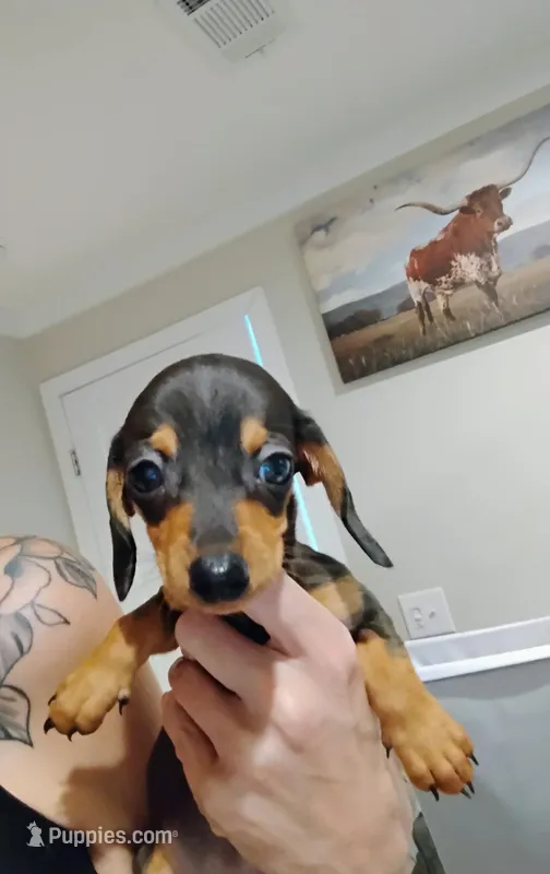 Little Bit – Dachshund puppy for sale in Douglas, GA