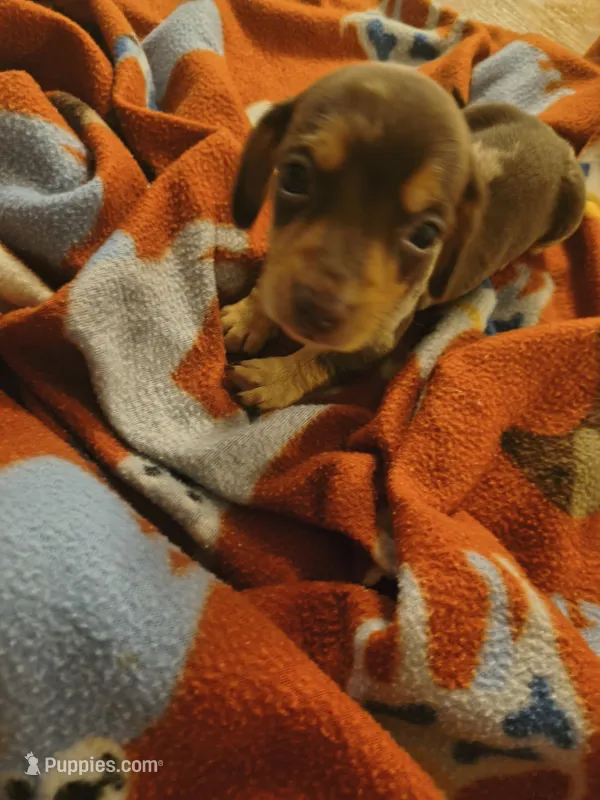 Dash – Miniature Dachshund puppy for sale in Douglas, GA
