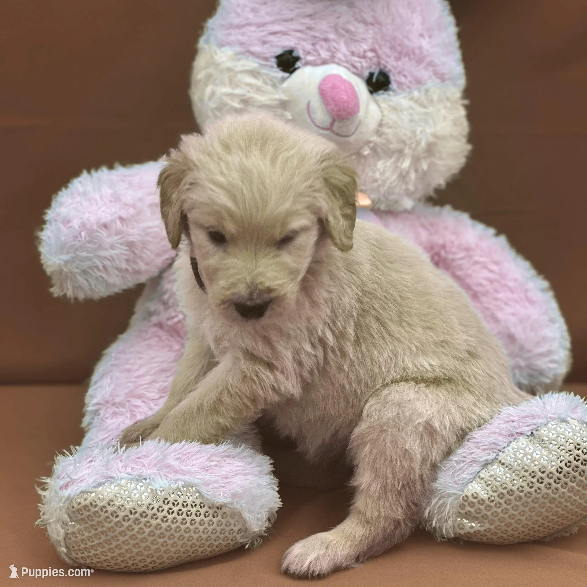 Sabine Wren - Champion bloodline, a male Goldendoodle for sale in Kansas City, MO – Photo 3 of 10