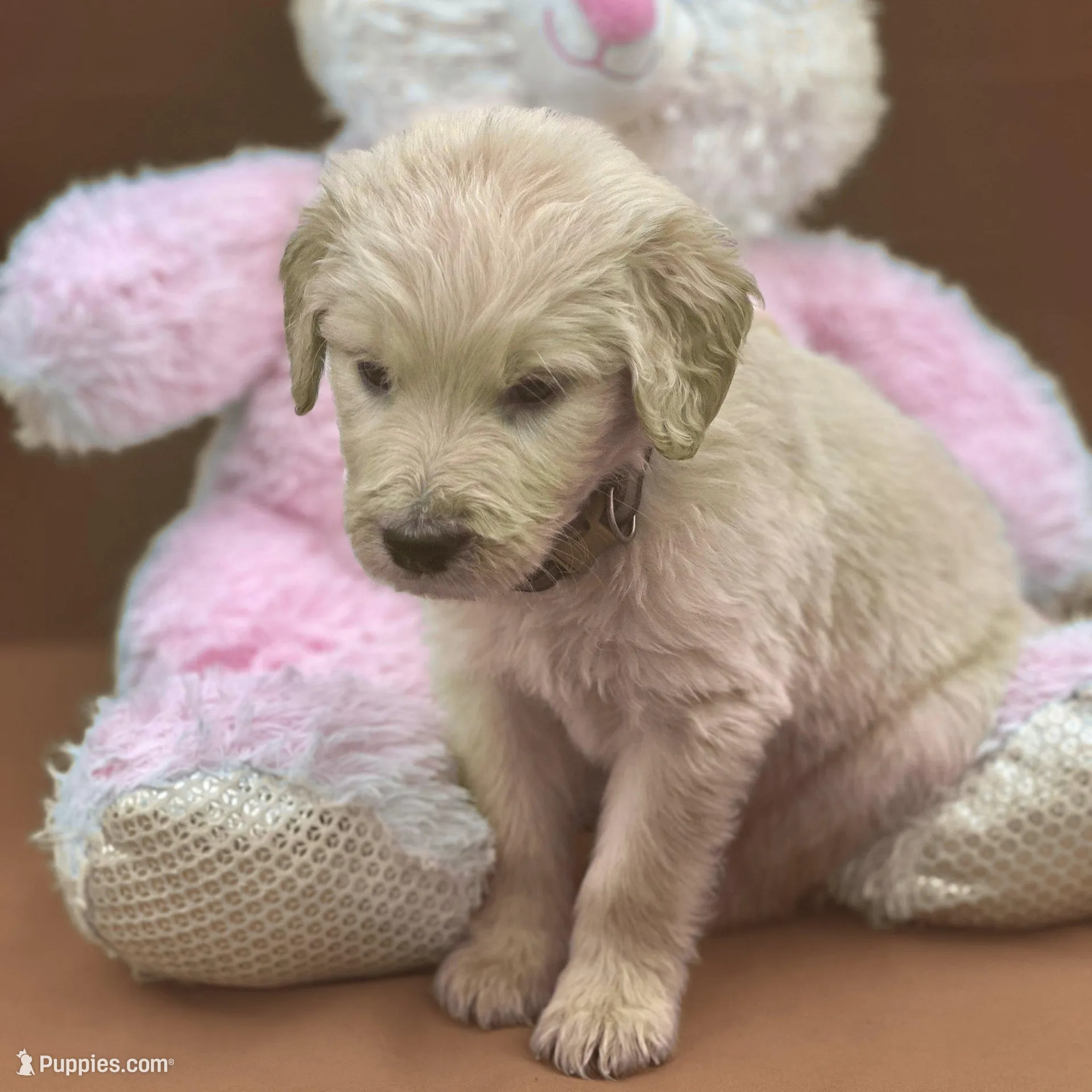 Sabine Wren - Champion bloodline, a male Goldendoodle for sale in Kansas City, MO – Photo 2 of 10