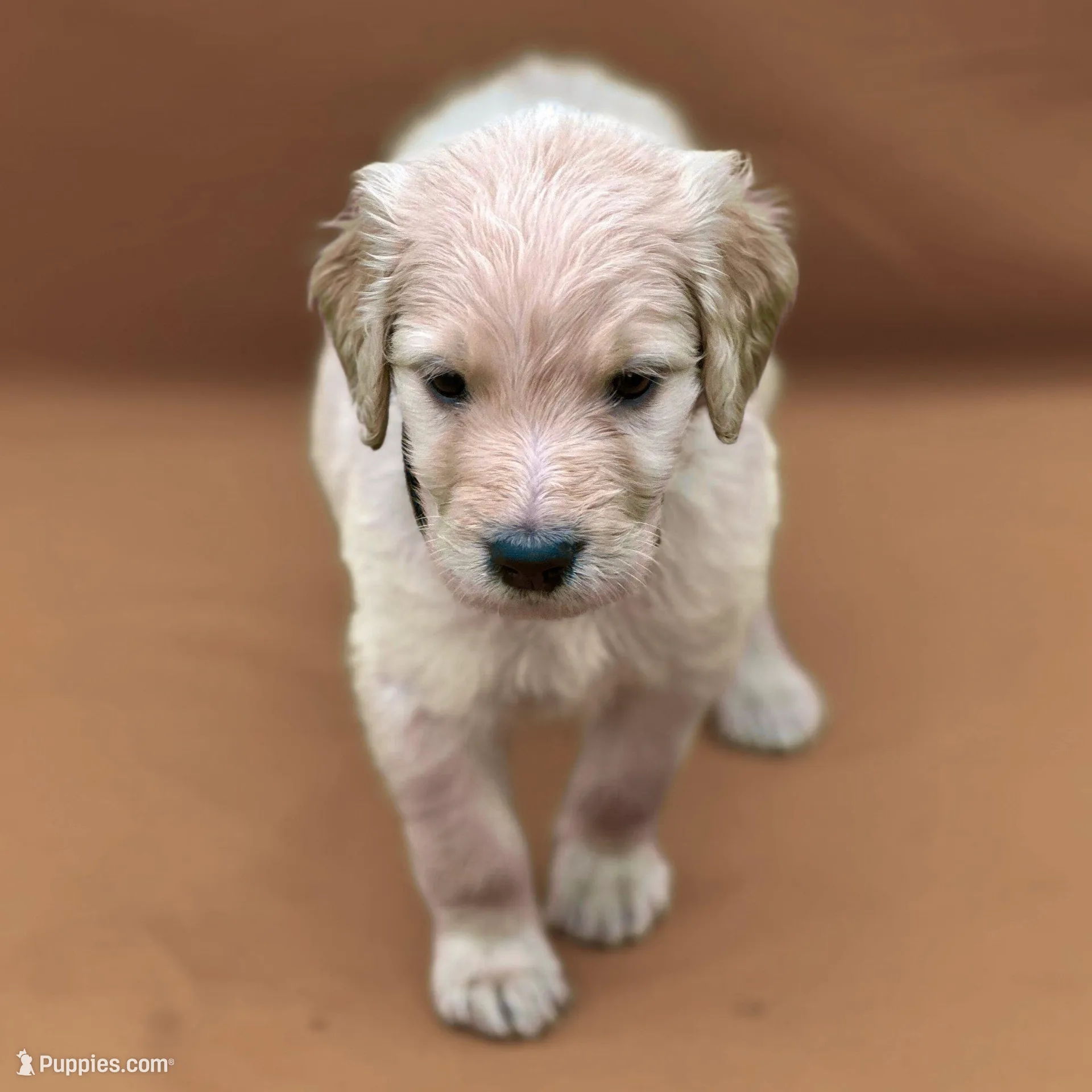 Ventress - Champion bloodline – Goldendoodle puppy for sale in Kansas City, MO