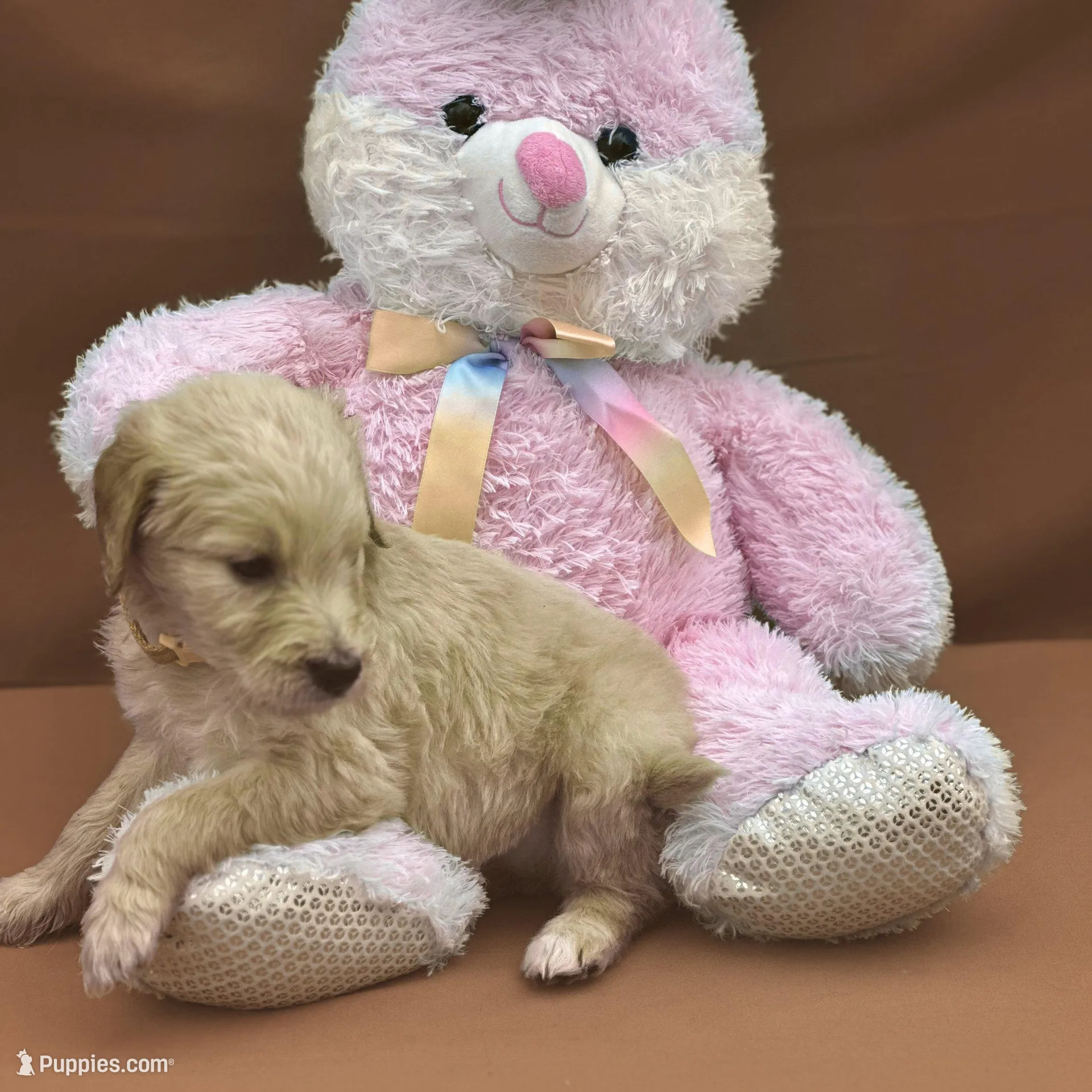 Ashoka Tano - Champion bloodline, a female Goldendoodle for sale in Kansas City, MO – Photo 4 of 9