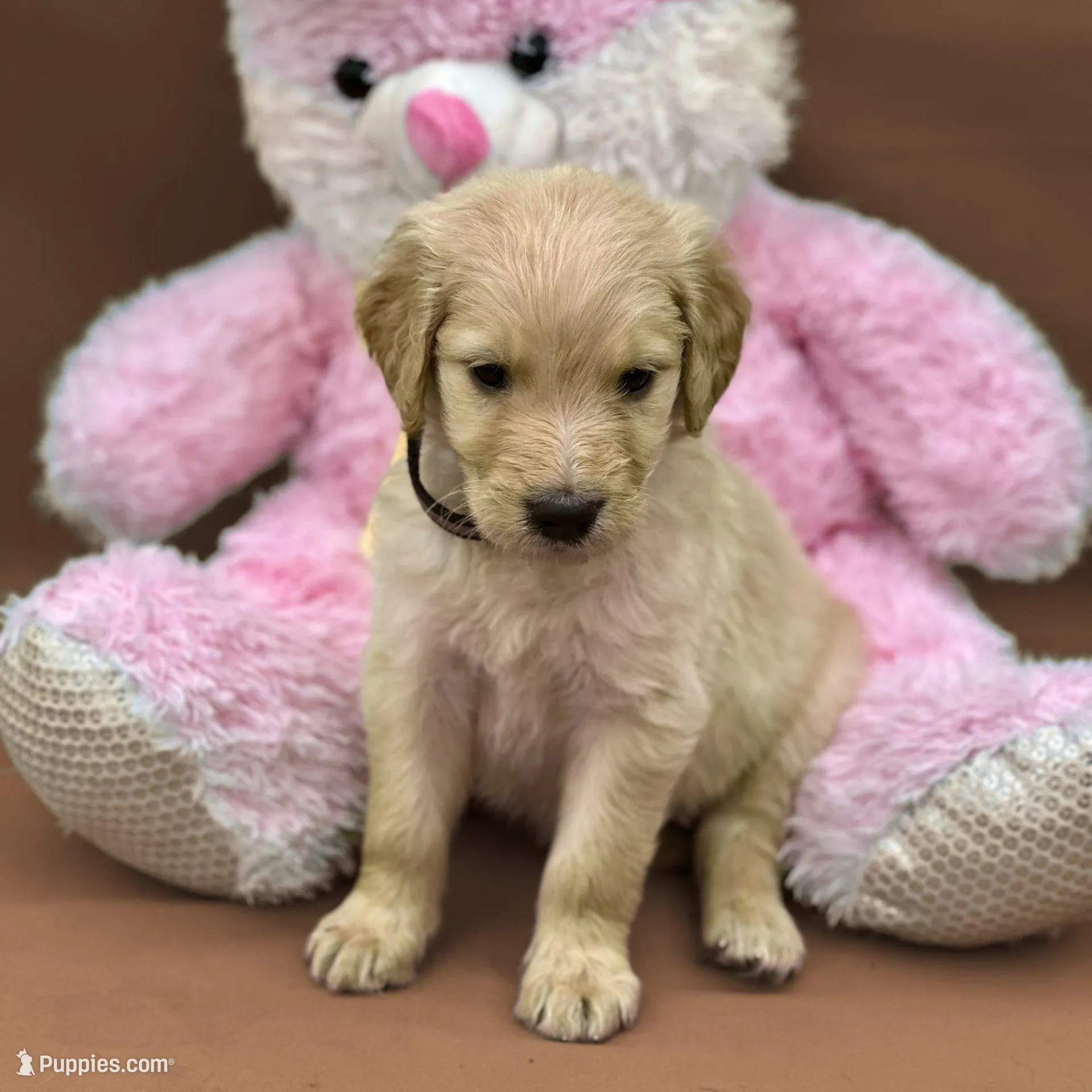 Ventress - Champion bloodline, a female Goldendoodle for sale in Kansas City, MO – Photo 3 of 10