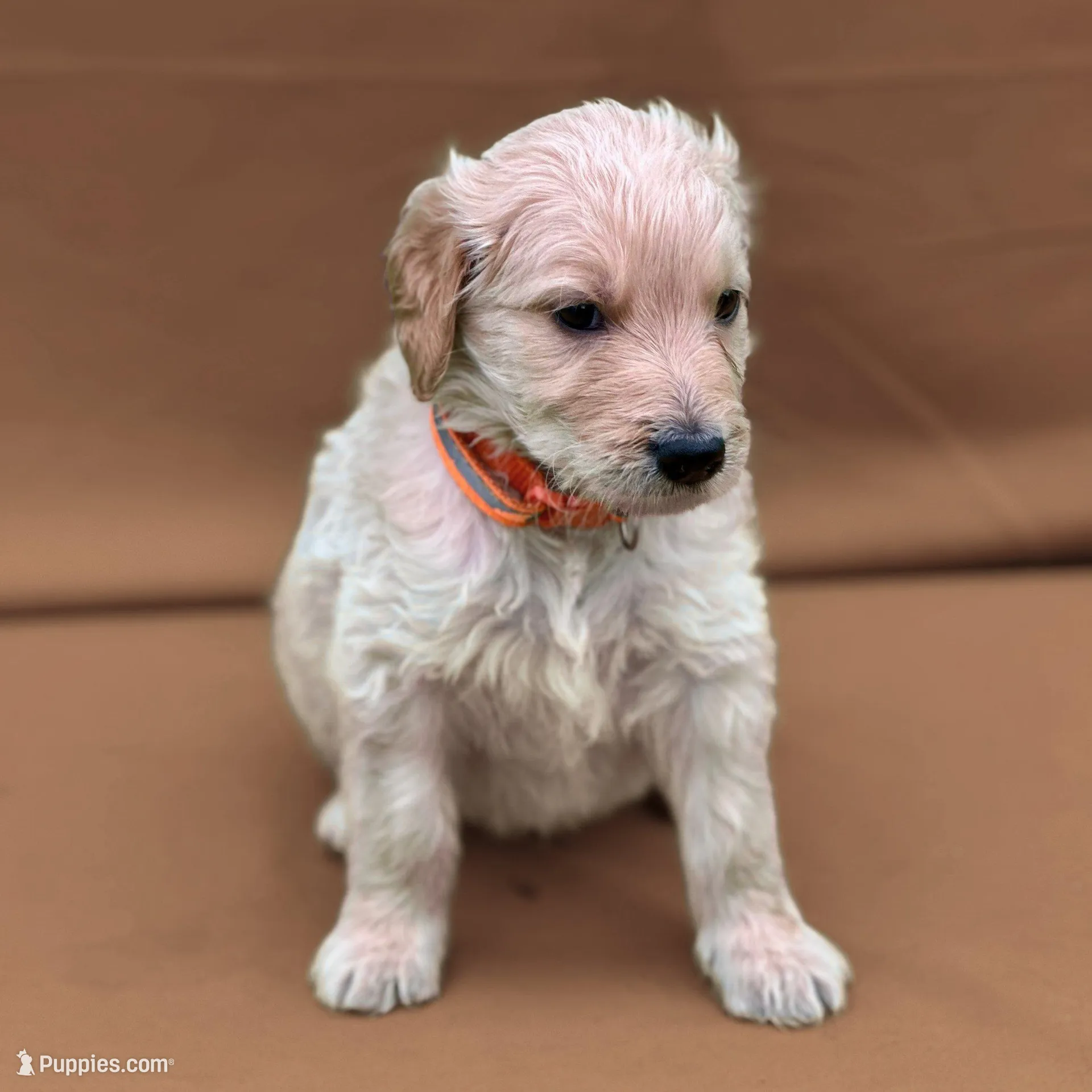 Obi-Wan Kenobi - Champion bloodline, a male Goldendoodle for sale in Kansas City, MO – Photo 3 of 9
