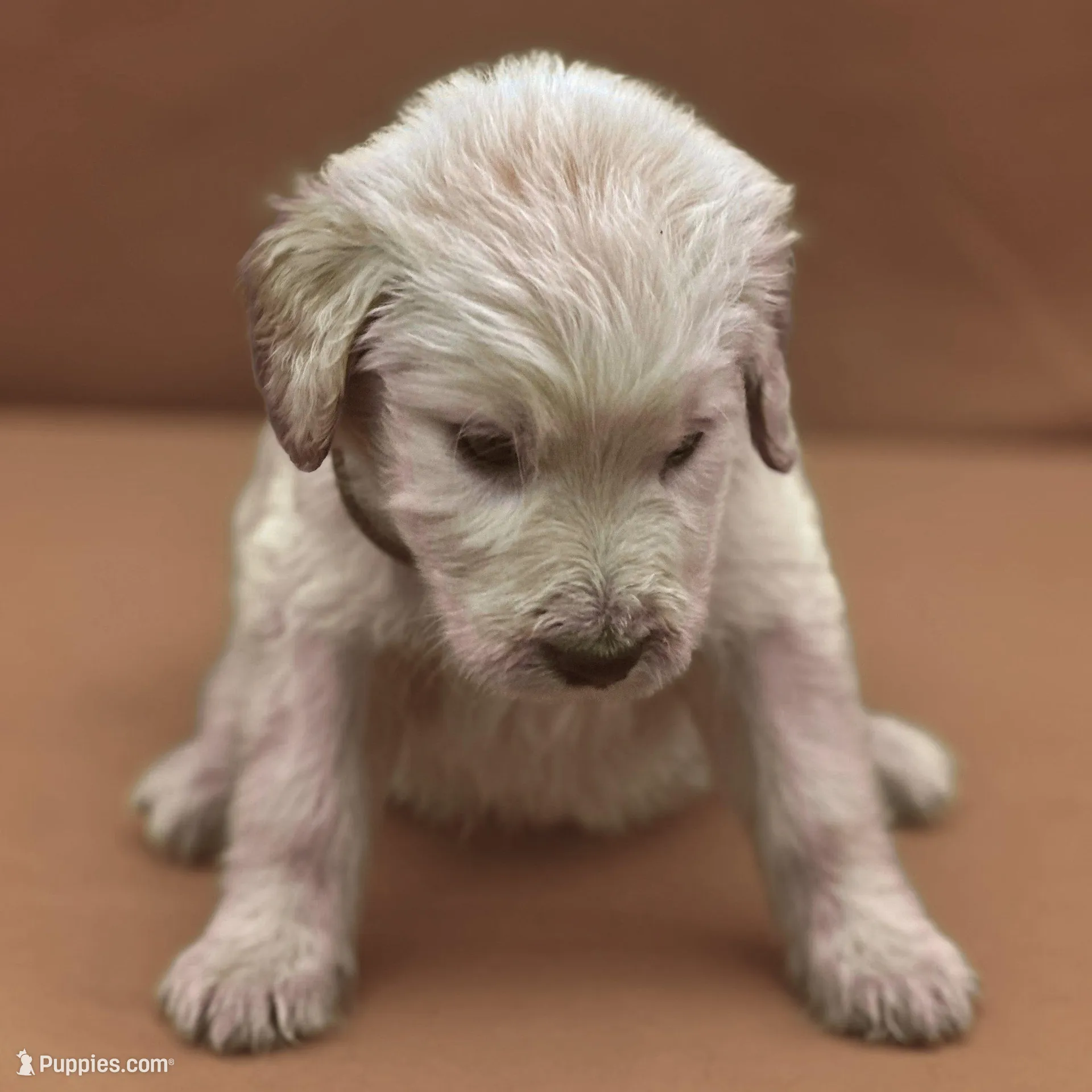 Sabine Wren - Champion bloodline, a male Goldendoodle for sale in Kansas City, MO – Photo 4 of 10