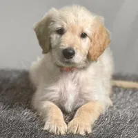 Obi-Wan Kenobi - Champion bloodline, a male Goldendoodle for sale in Kansas City, MO – 5 of 6