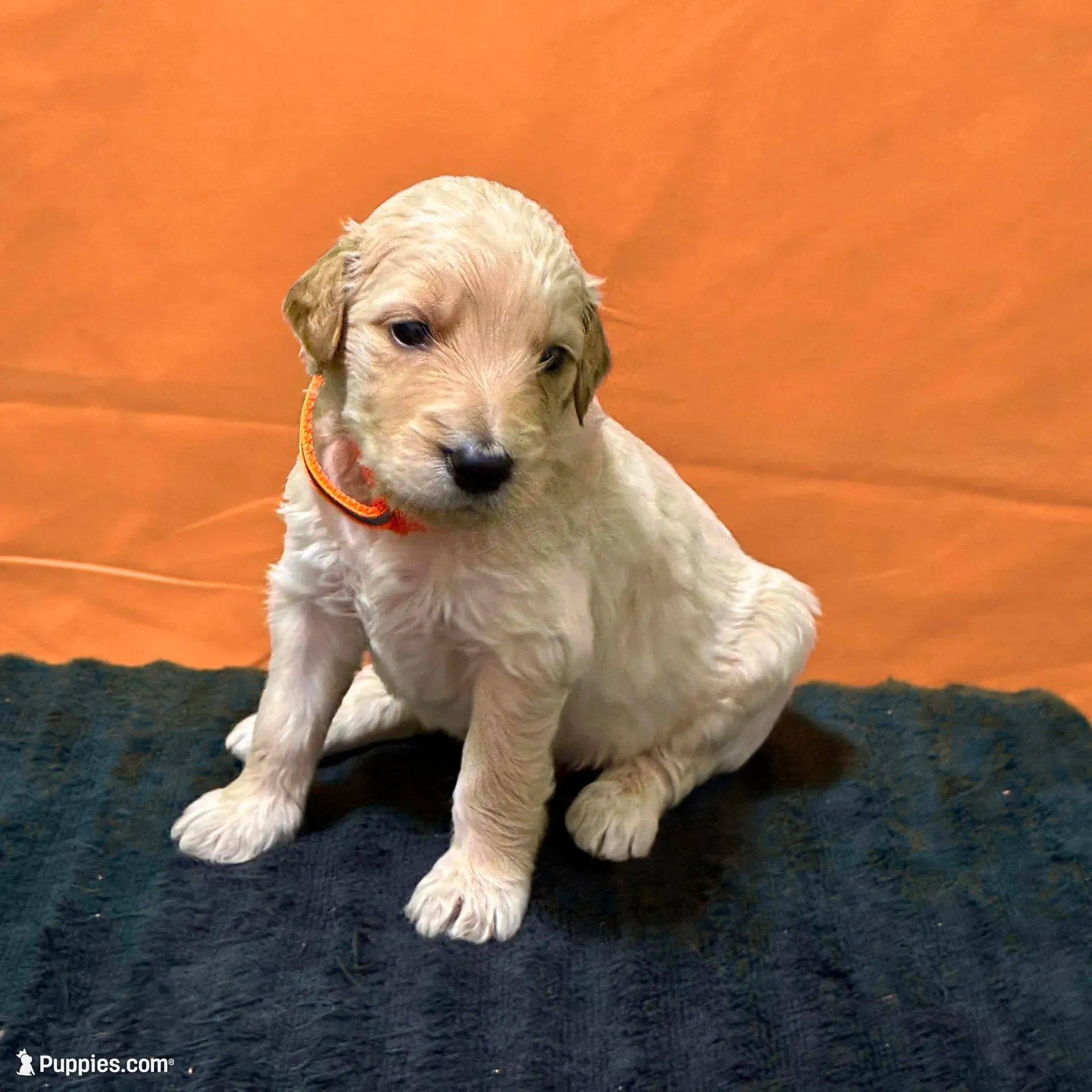 Obi-Wan Kenobi - Champion bloodline, a male Goldendoodle for sale in Kansas City, MO – Photo 5 of 9