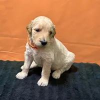 Obi-Wan Kenobi, a male Goldendoodle for sale in Kansas City, MO – Photo 1 of 5