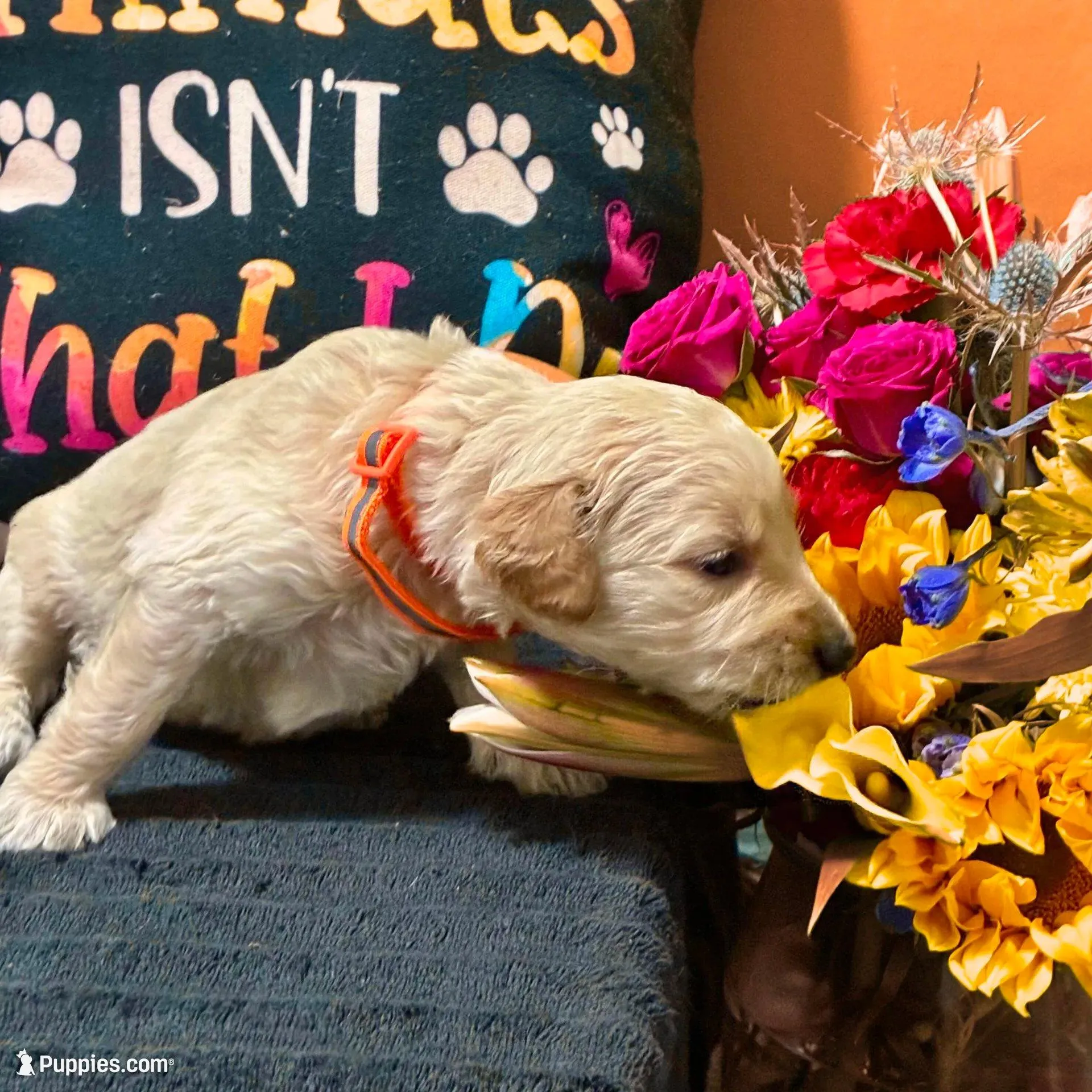 Obi-Wan Kenobi - Champion bloodline, a male Goldendoodle for sale in Kansas City, MO – Photo 8 of 9