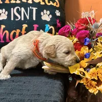 Obi-Wan Kenobi, a male Goldendoodle for sale in Kansas City, MO – Photo 4 of 5