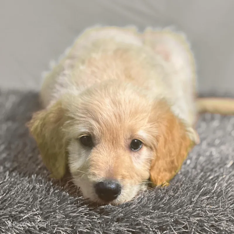 Obi-Wan Kenobi - Champion bloodline – Goldendoodle puppy for sale in Kansas City, MO