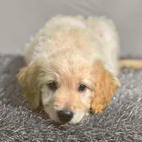 Obi-Wan Kenobi - Champion bloodline, a male Goldendoodle for sale in Kansas City, MO – 1 of 6