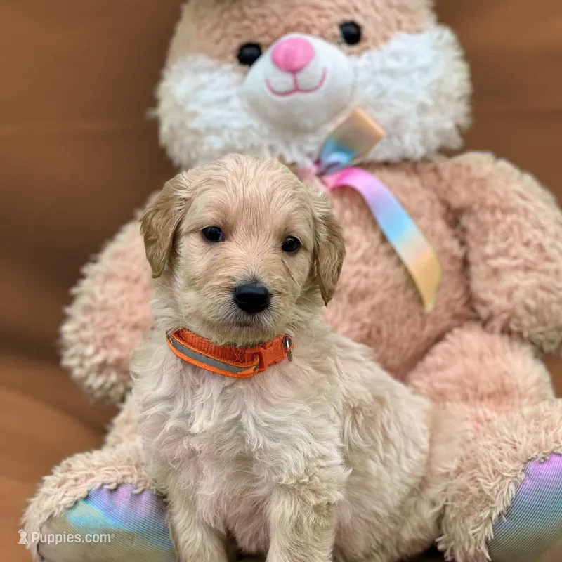 Obi-Wan Kenobi - Champion bloodline – Goldendoodle puppy for sale in Kansas City, MO