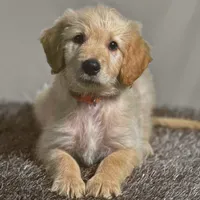 Obi-Wan Kenobi - Champion bloodline, a male Goldendoodle for sale in Kansas City, MO – 3 of 6