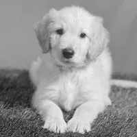 Obi-Wan Kenobi - Champion bloodline, a male Goldendoodle for sale in Kansas City, MO – 6 of 6