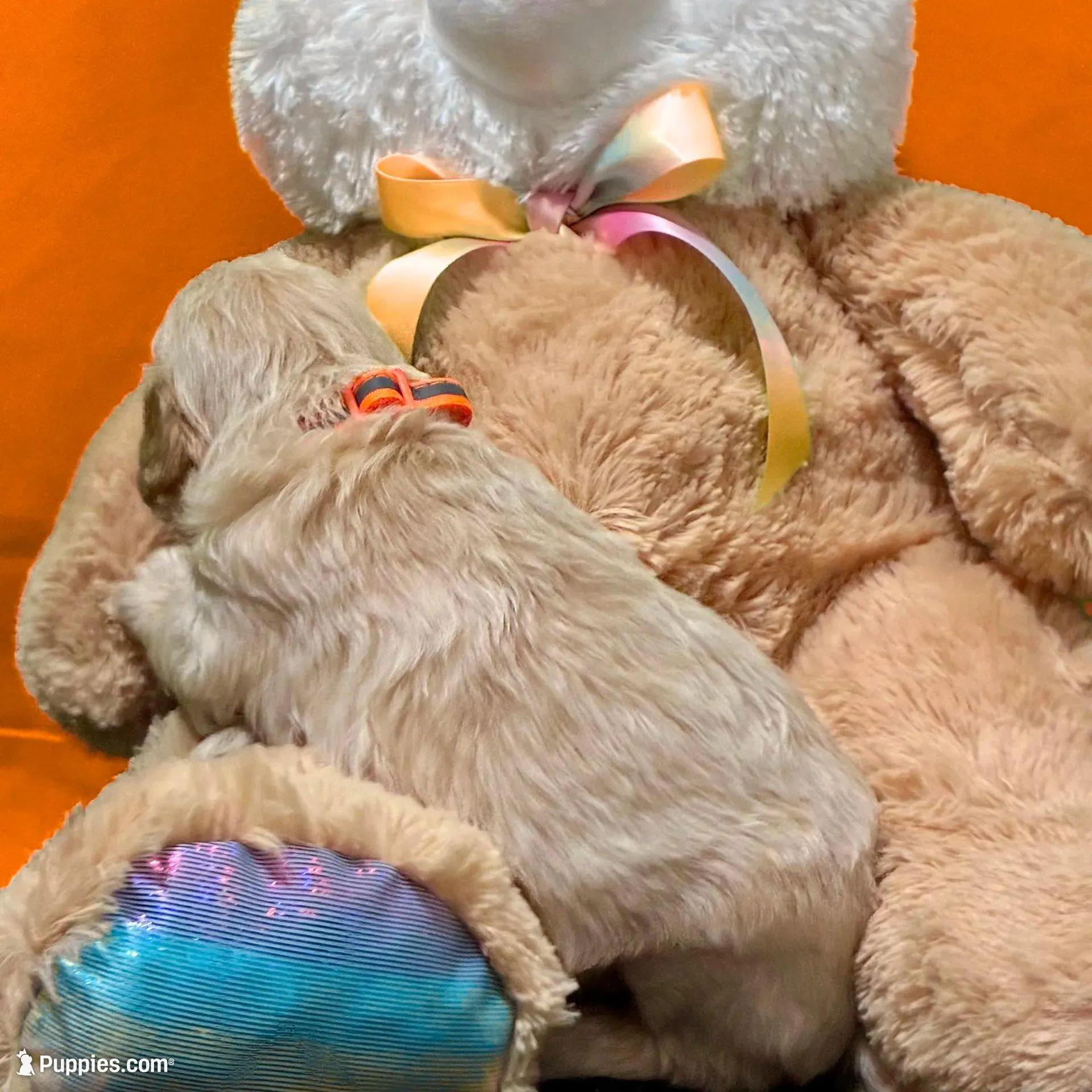 Obi-Wan Kenobi - Champion bloodline, a male Goldendoodle for sale in Kansas City, MO – Photo 9 of 9