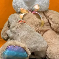 Obi-Wan Kenobi, a male Goldendoodle for sale in Kansas City, MO – Photo 5 of 5