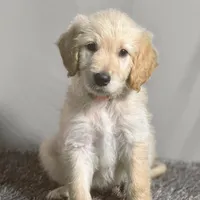 Obi-Wan Kenobi - Champion bloodline, a male Goldendoodle for sale in Kansas City, MO – 4 of 6
